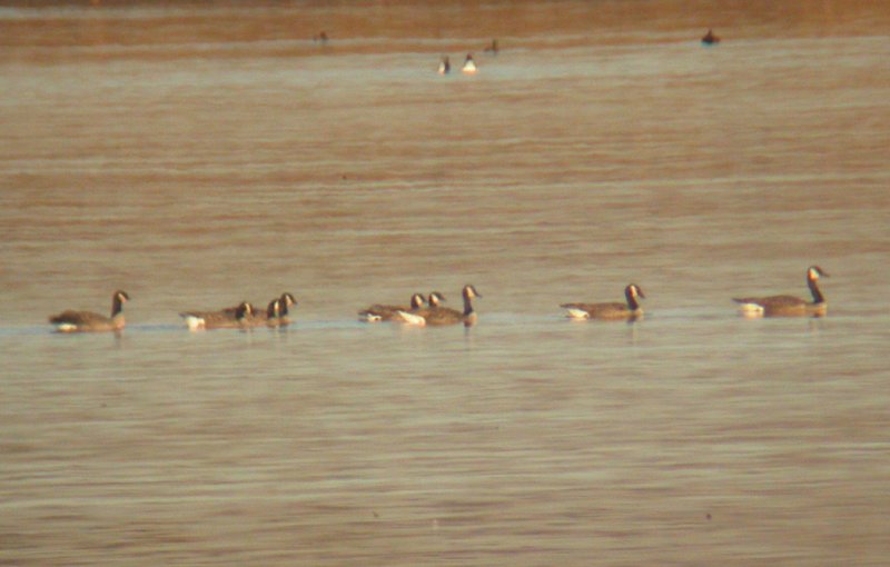 Cackling Geese