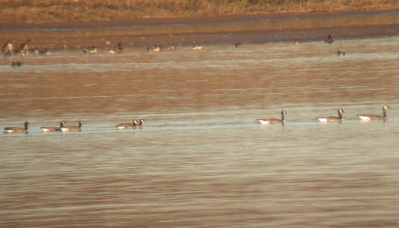 Cackling Geese
