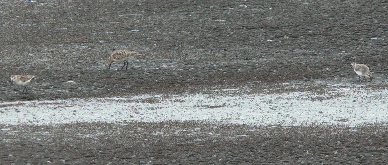 Western, Bairds, & Semipalmated Sandpipers