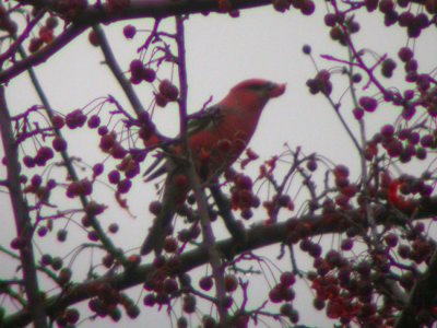 Pine Grosbeak