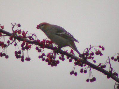 Pine Grosbeak