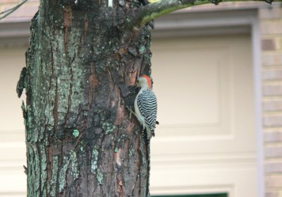 Red-bellied Woodpecker