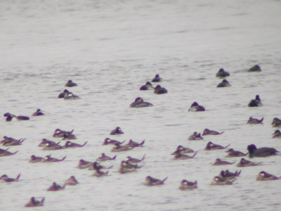 Red-necked Grebe