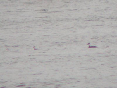 Western Grebe