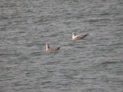 Lesser Black-backed Gull