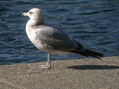 California Gull