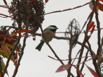 Carolina Chickadee