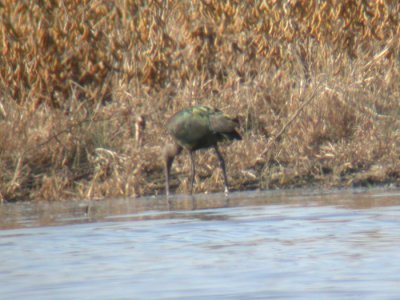 White-faced Ibis