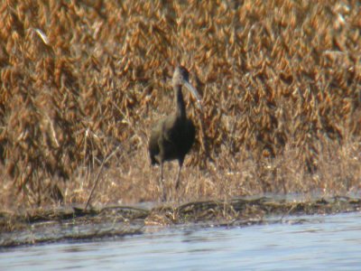 White-faced Ibis