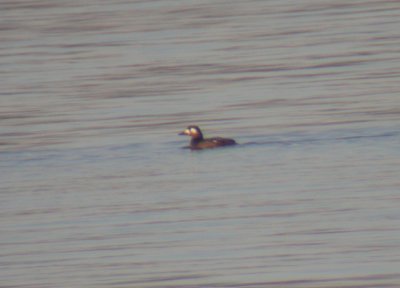 White-winged Scoter