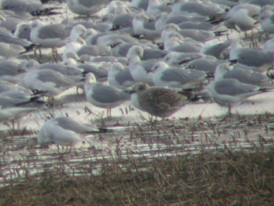 Lesser Black-backed Gull