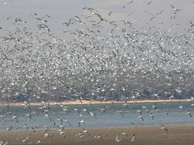 Pace Point gulls