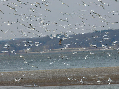 Pace Point gulls & eagle