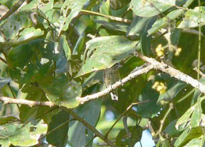 Black-dotted Piculet