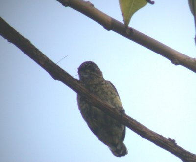 Black-dotted Piculet