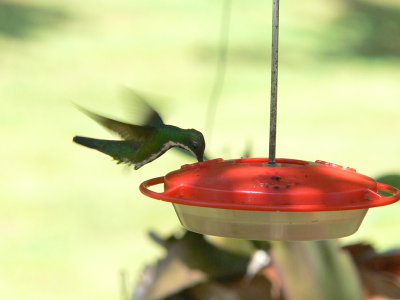 Black-throated Mango