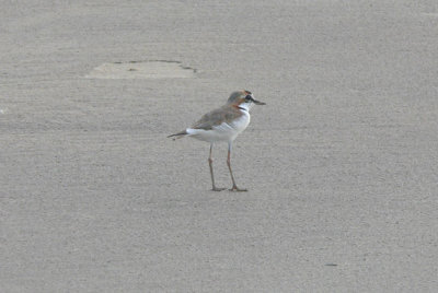 Collared Plover