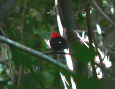 Crimson-hooded Manakin