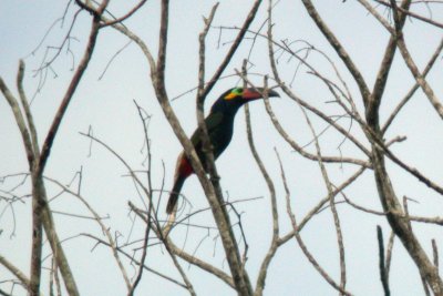 Guianan Toucanet