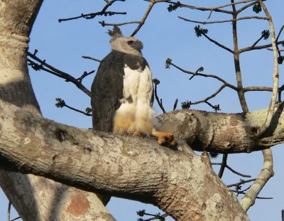 Harpy Eagle