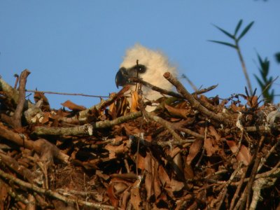 Harpy Eaglet