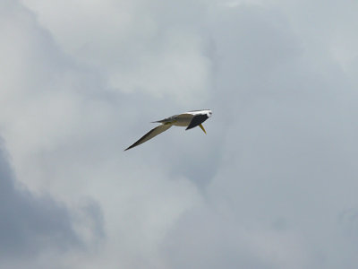 Large-billed Tern