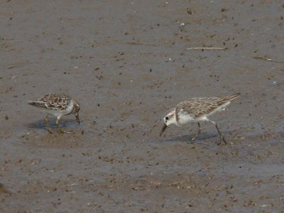 Least & Semipalmated Sandpipers