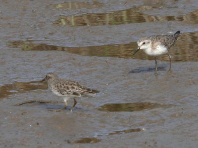 Least & Semipalmated Sandpipers