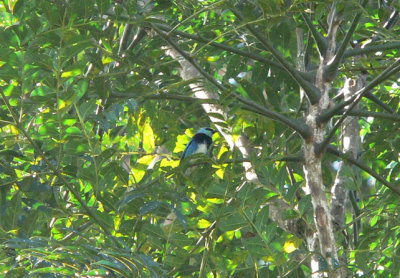 Masked Tanager