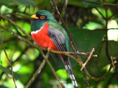 Trogons to Woodpeckers