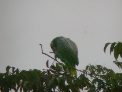 Mealy Parrot