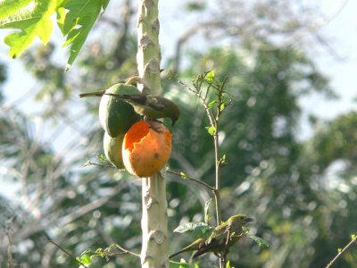 Palm Tanager