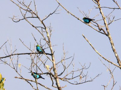 Paradise Tanager