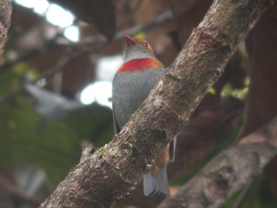 Red-banded Fruiteater