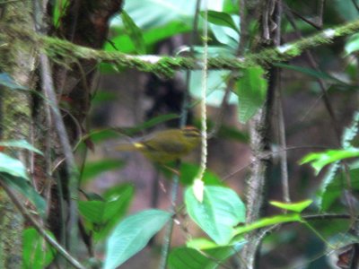 Roraiman Warbler