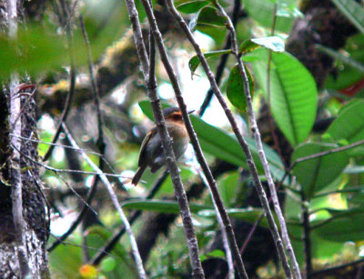 Ruddy Tody-Flycatcher