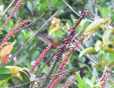 Rufous-breasted Saberwing