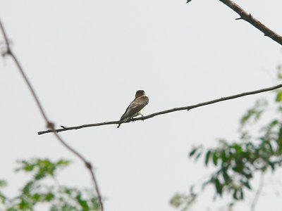 Southern Rough-winged Swallow