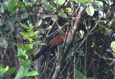 Squirrel Cuckoo