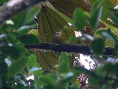 Tepui (White-throated) Foliage-Gleaner