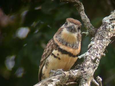 Russett-throated Puffbird