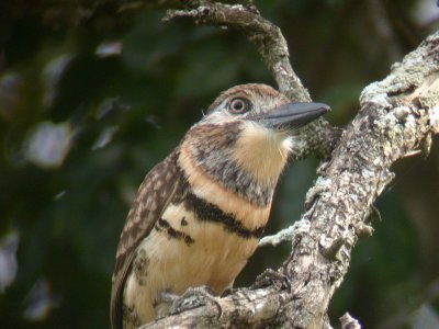 Russet-throated Puffbird