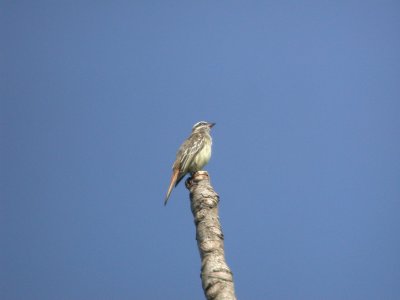 Variegated Flycatcher