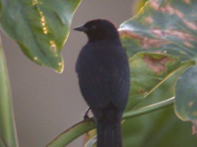 Velvet-fronted Grackle