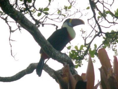 White-throated Toucan