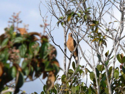 Yellow-headed Caracara