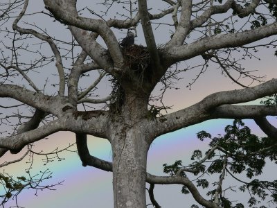 Harpy nest & rainbow