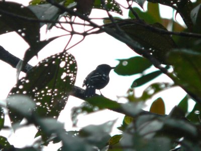 Streak-backed Antshrike