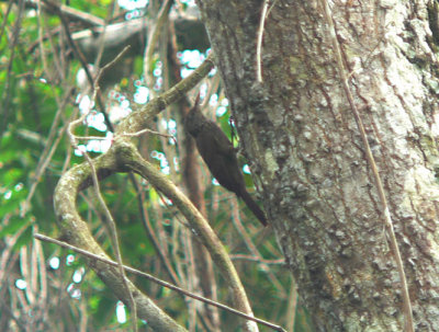 Striped Woodcreeper