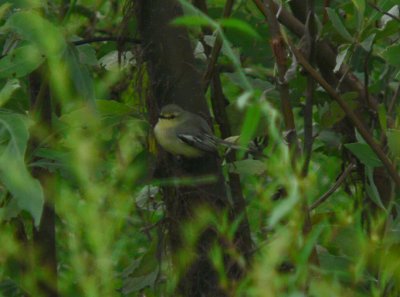 Unnamed Wagtail-Tyrant